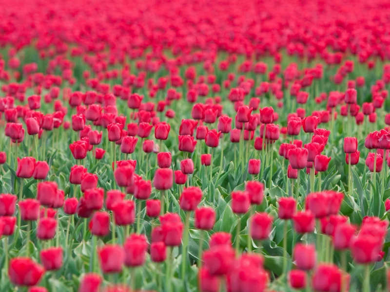 цветы, море, тюлпаны, поле