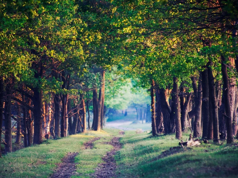 аллея, ветки, травка, стволы, деревья, дорога, листва, лес, forest