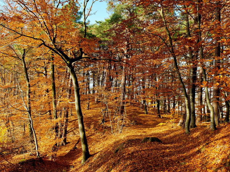 лес, листья, осень