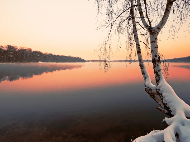 дерево, зима, берёза, снег, озеро