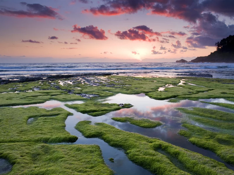 небо, море, водоросли