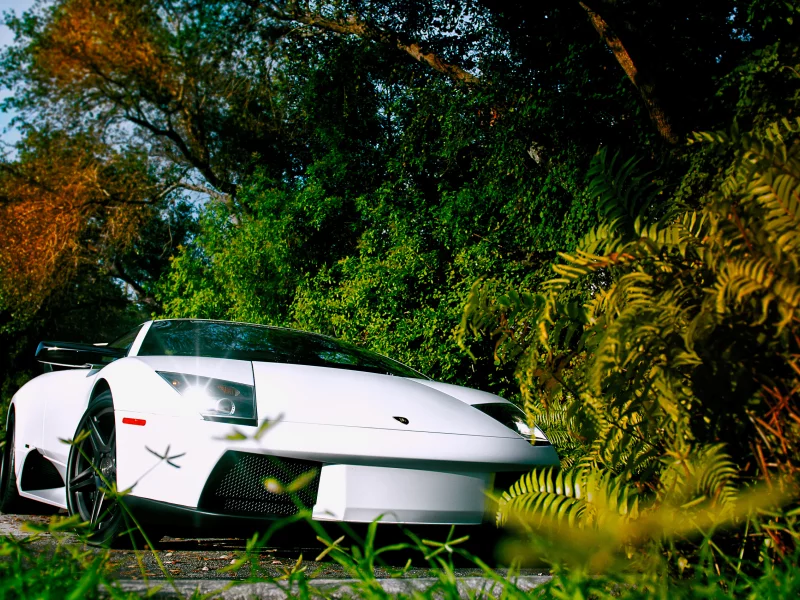 murci__lago, lamborghini, природа, белая