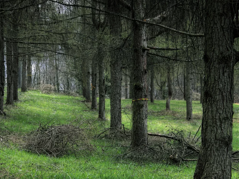 дерево, трава, фотографии, места, обои для рабочего стола, природа, леса, деревья
