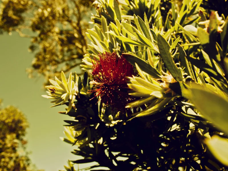 природа, grevillea, цветок, кусты, деревья, nature, трава