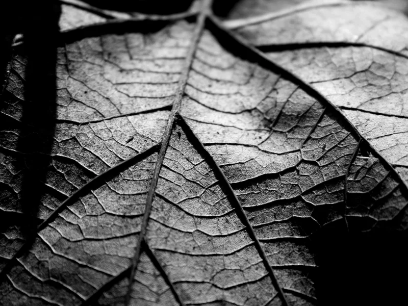 листик, обои, сухой, чб, макро, фото, wallpapers