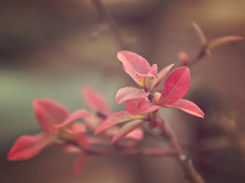 красные, mini fall, листья