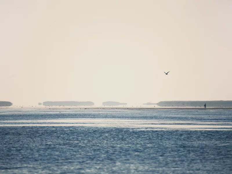 птицы, water, море, birds, 2560x1600, sky, природа, вода, небо, пейзаж, landscape, nature, sea, light, свет