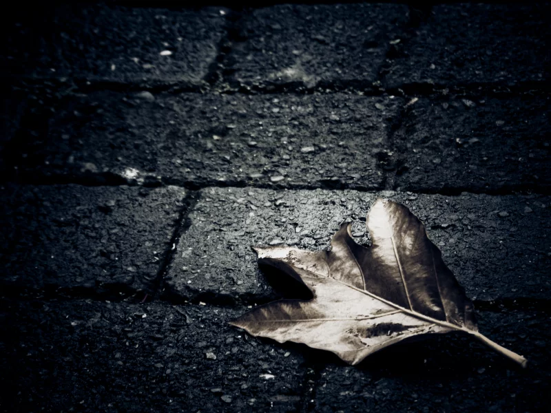 земля, асфальт, лист, темный фон, плитка, dark, макро, alone, одиночество