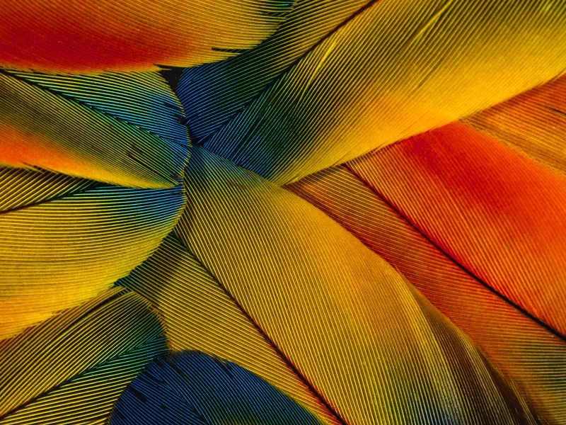 перья, макро, wallpapers, цветные