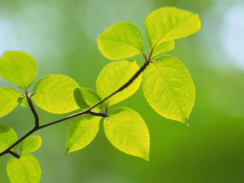 spring, макро, природа, зеленые, green, листья, ветка, зелень, цвет, весна