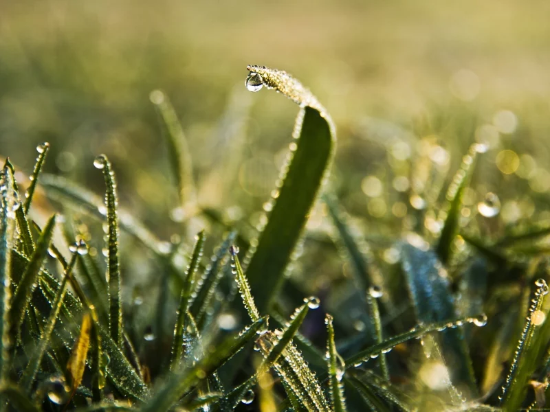 макро, природа, роса, трава, зелень, капли, green