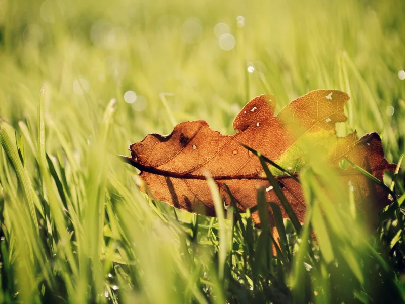 green, фон, цвета, яркие, природа, размытость, боке, обои, трава, листик, макро, капли, зелень, роса