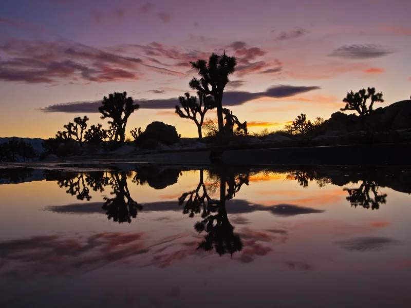 отражение, сумерки, озеро, joshua tree natoinal park, деревья, закат