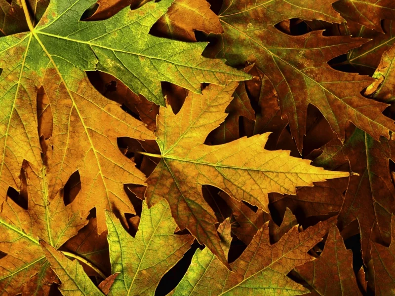 листва, макро, фото, листья, macro, autumn, осень, природа