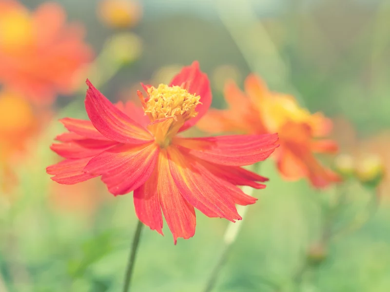 petals, цветы, лепестки, 2560x1600, flowers, природа, макро, nature, macro
