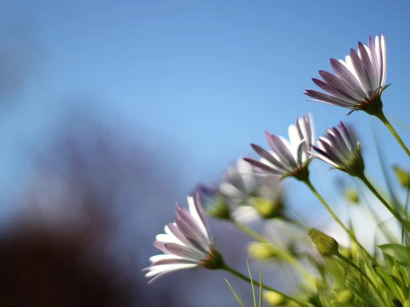 цветы, plants, petals, растения, природа, лепестки, flowers, небо, 2560x1600, трава, nature, grass, sky