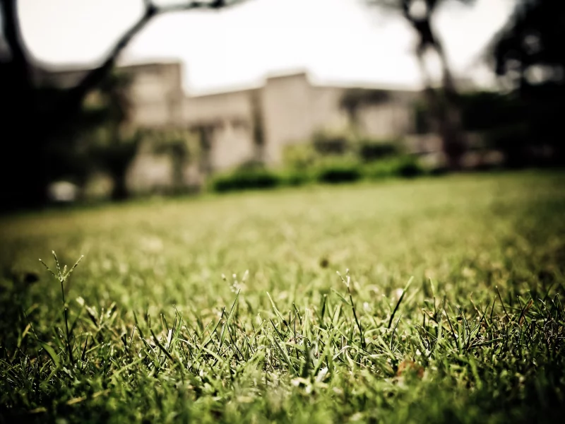 макро, площадка, трава, grass, зелень, фокус, macro, газон