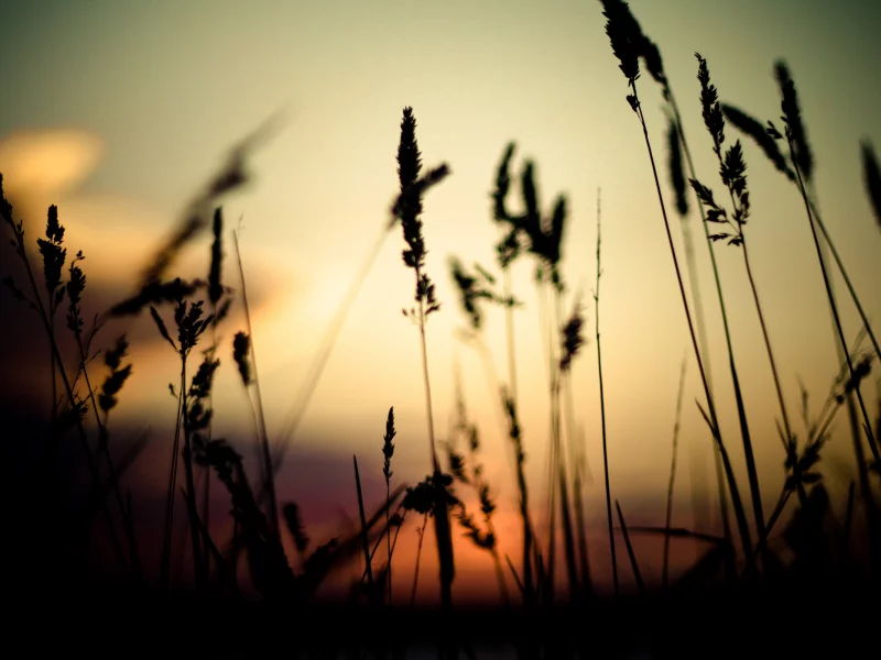 тени, nature, ростки, трава, закат, природа, вечер