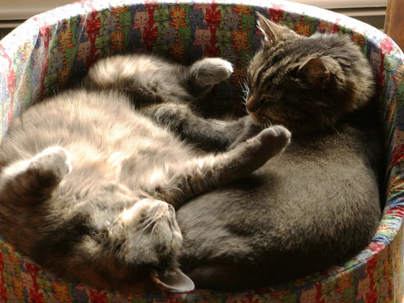 кошка, спят, котенок