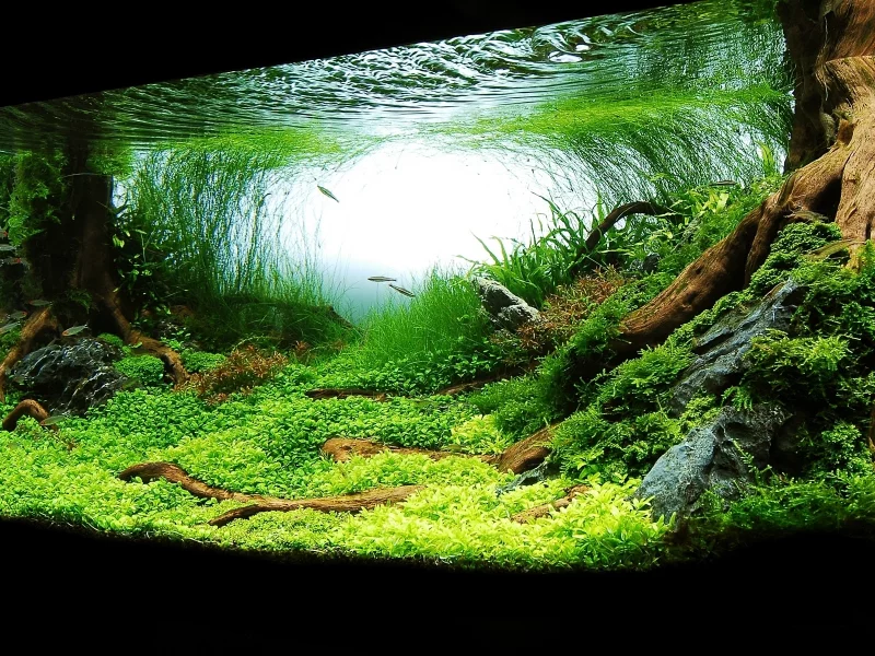 корни дерева, дно озера, трава, вода, рыба