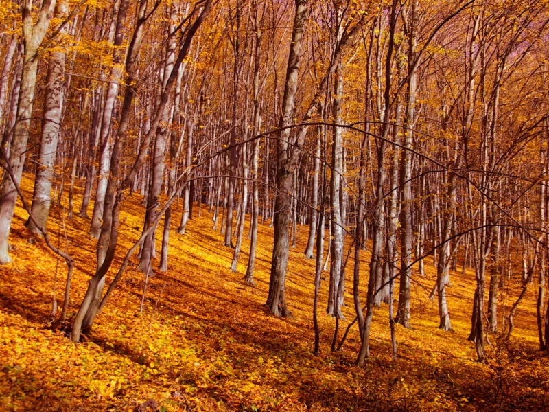 осень, листья, лес