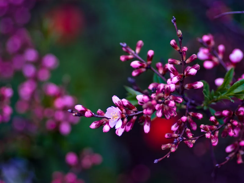 purple spring, asetskaya, весна, ветка