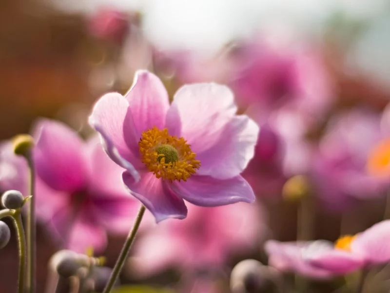 лепестки, flower, розовые, цветы, бутоны