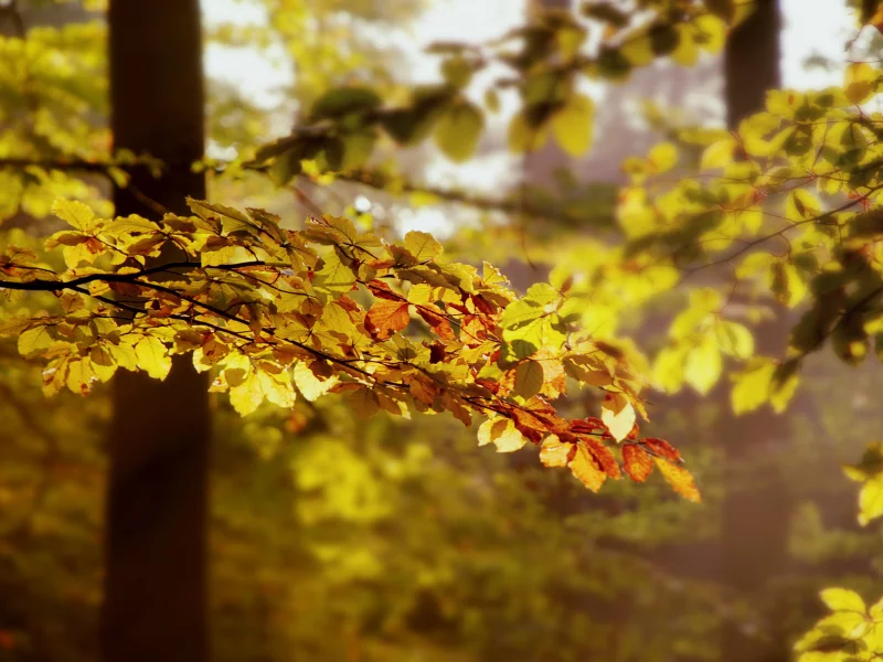 деревья, forest, leaves, nature, light, 2560x1600, ветки, свет, листья, лес, autumn, природа, осень, trees, branches