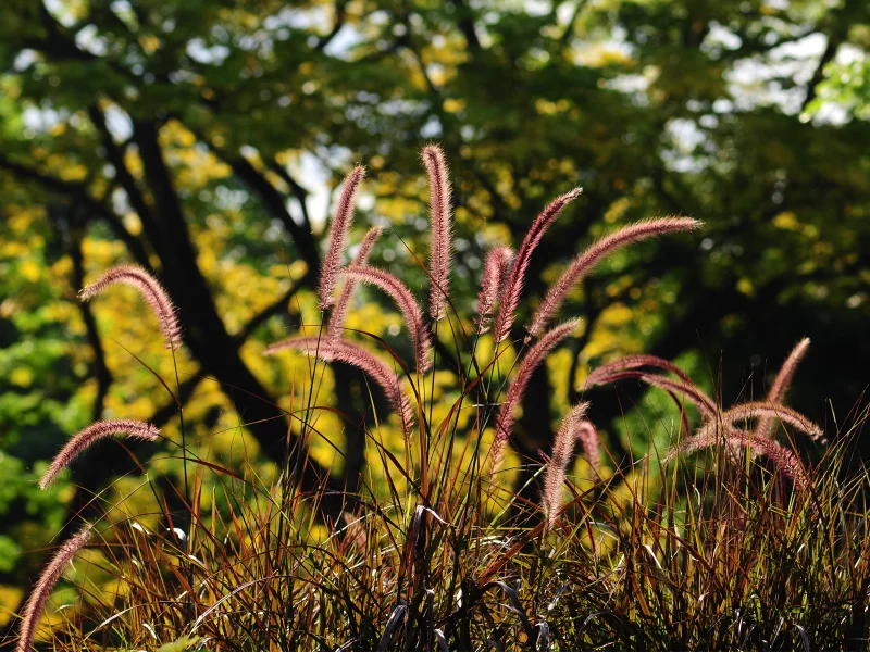 колосья, трава, закат, лес, стебли, лето, колоски, grass
