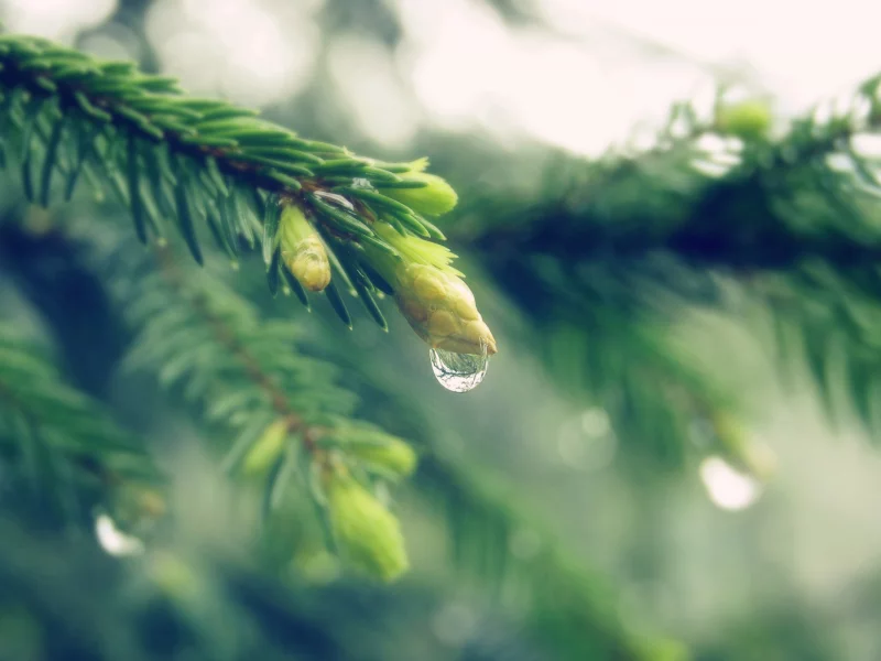 капля, хвоя, hypnotic droplet, елка