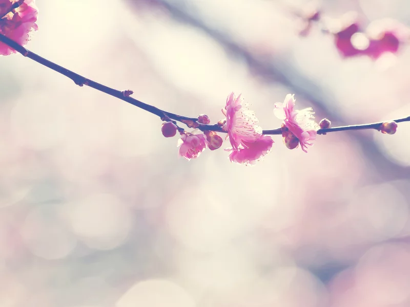 цветы, blossom, branch, боке, nature, природа, flowers, цветение, bokeh, ветка, 2560x1600