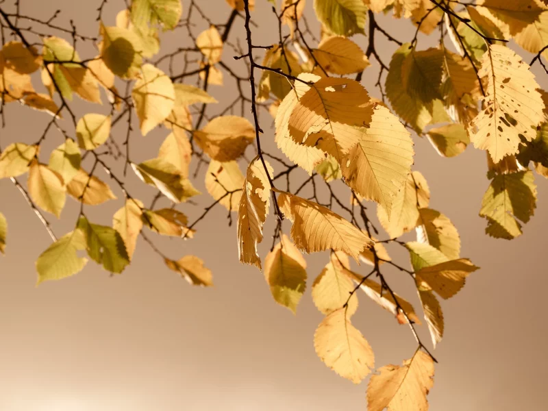 autumn, 2560x1600, природа, nature, leaves, осень, листья