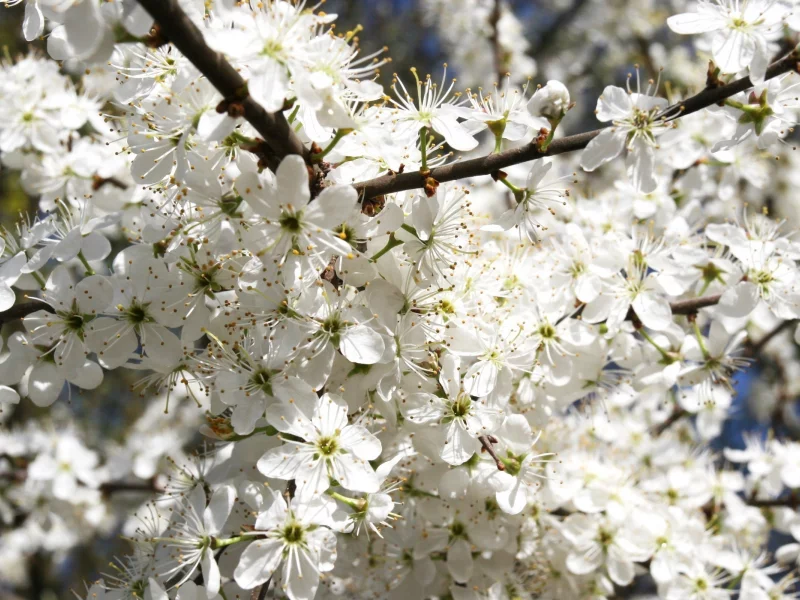 вишня, blossom, petals, природа, лепестки, flowers, цветение, дерево, branches, ветки, cherrytree, tree, 2560x1600, цветы, nature