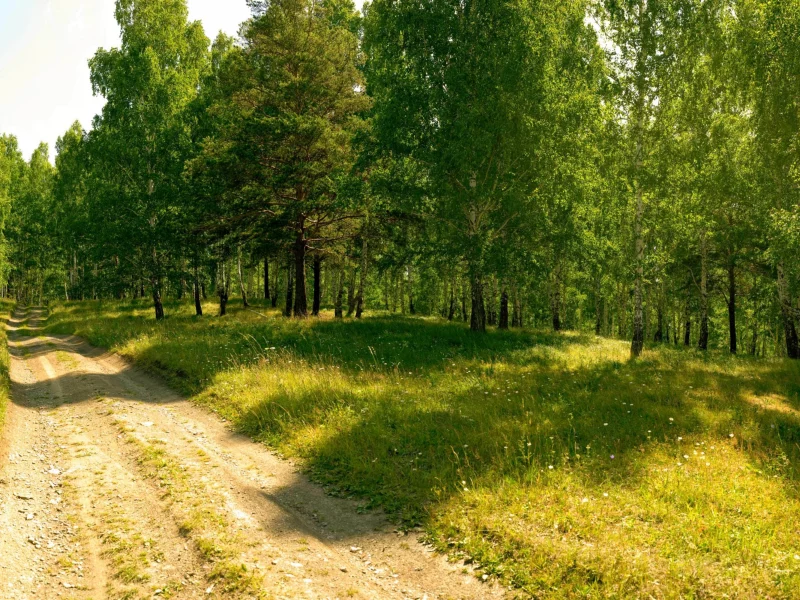 wallpaper, природа, берёзы, обои, просёлочная, дорога, лес, лето, деревья