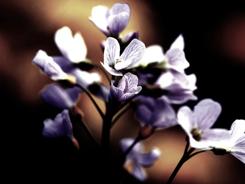 beautiful, цветение, цветы, темный фон, лепестки, flower