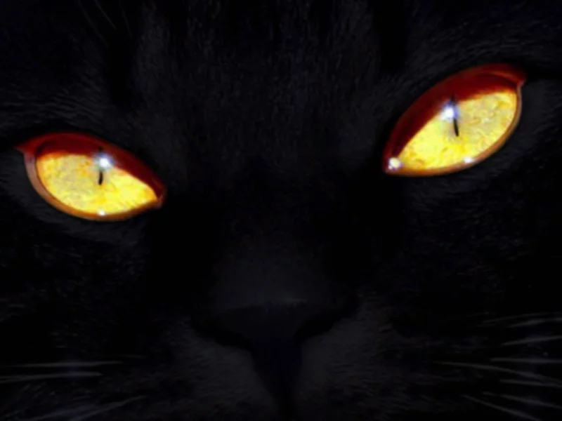глаза, кошка, взгляд