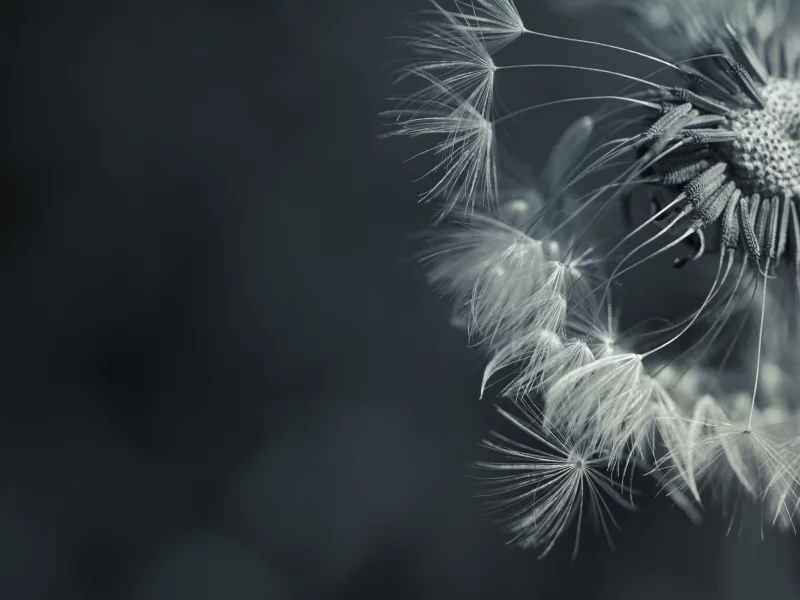 пушинки, dandelion, ромашка