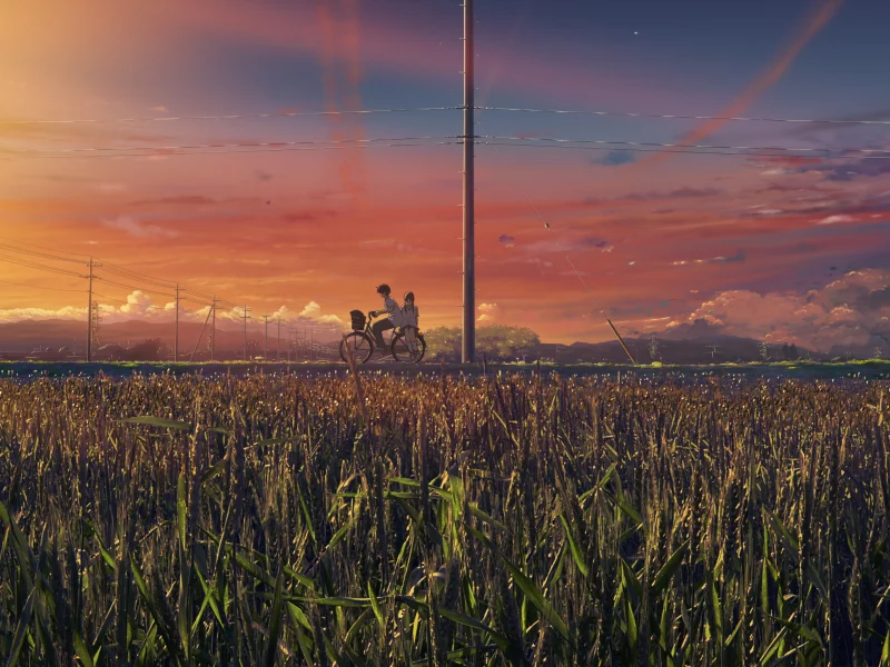 школьники, поле, велосипед, morning, рассвет, раннее утро, orange sky, облака, яркое, пшеница, небо