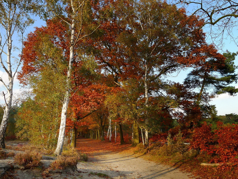 дорога, деревья, осень, цвет