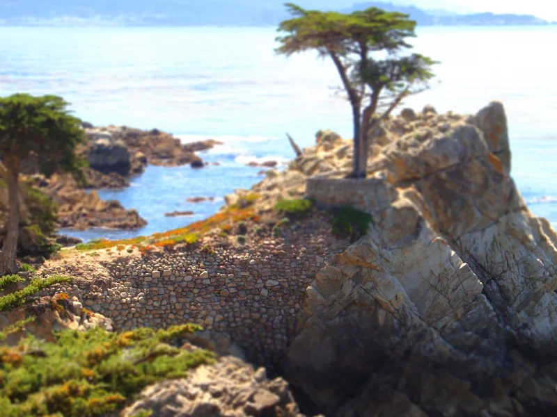 вид, обрыв, море, скалы, дерево, деревья, океан, tilt-shift, скала, камни, пейзажи, камень, вода, фото