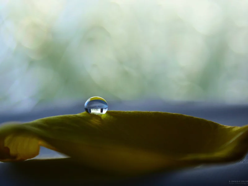 капля, лист, delicate, шарик
