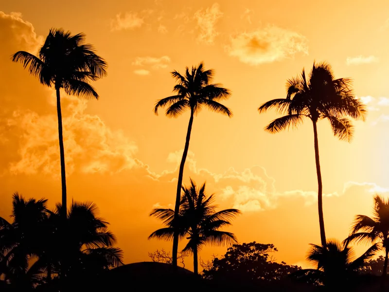 пальмы, желтый, puerto rico, sunset, palms, пуэрто рико, закат, свет, вечер, оранжевый