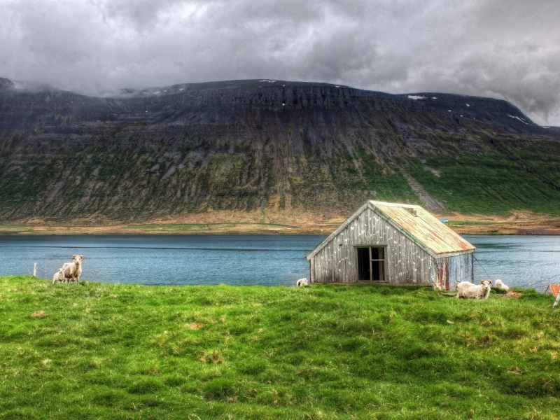 north atlantic, island, nobody needs dramatic sheep