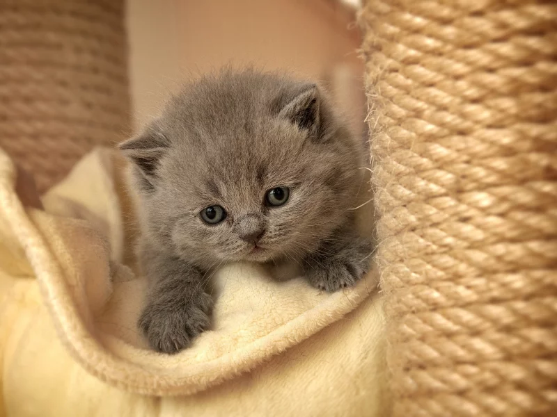 Кошки, котята