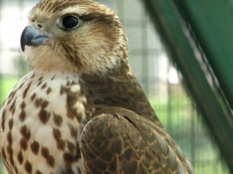 хищник, кречет, merlin, птица