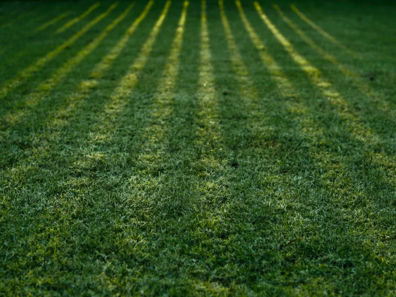 зелёный, природа, green wallpapers, тени, фоновые обои, трава, тень, макро, свет