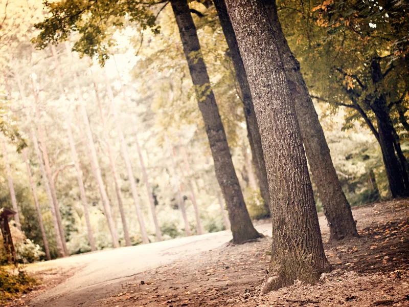деревья, листья, природа, nature, landscape, greenery, листва, пейзаж, лес, leaves, зелень, свет, leaf, trees, light, 2560x1600, forest