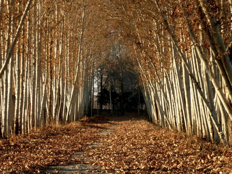 берёзы, аллея, осень