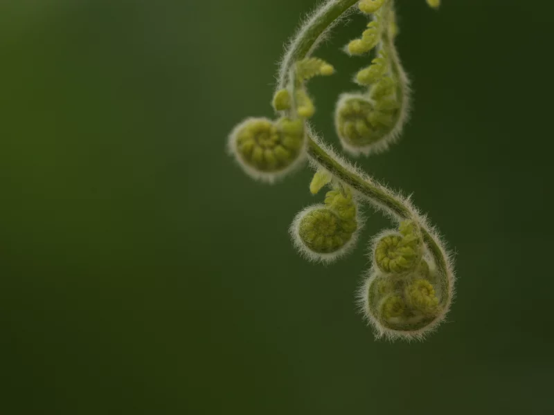 curly plant, закрученое, ростение