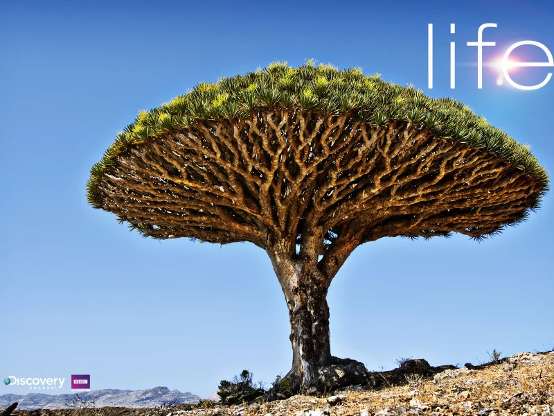 discovery, life, tree